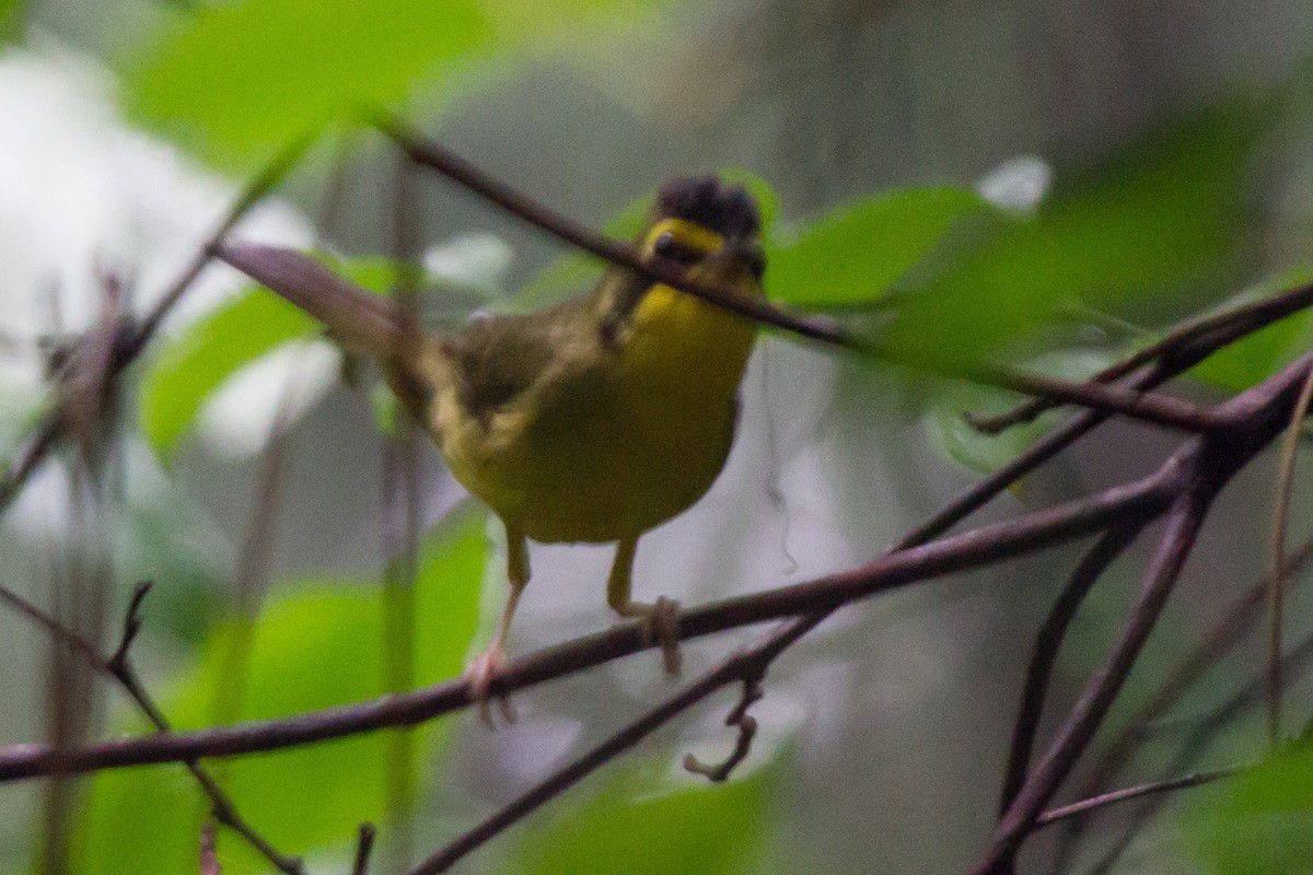 Kentucky Warbler - ML608189511