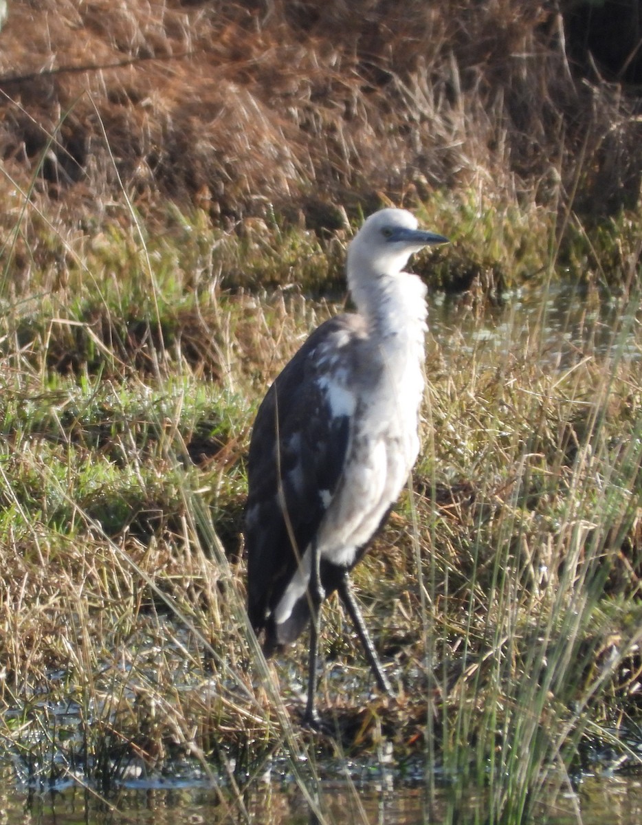 Pacific Heron - ML608189521