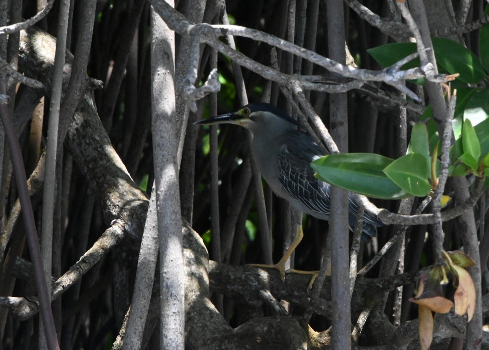 Striated Heron - ML608190191