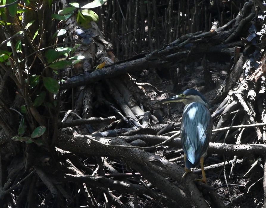 Striated Heron - ML608190201