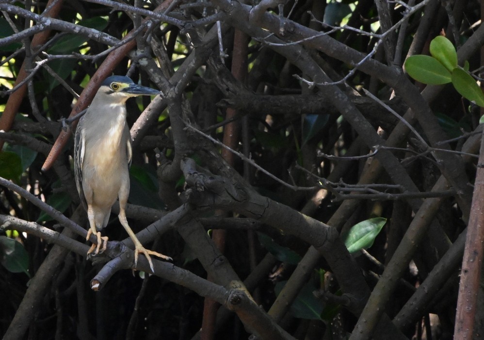 Striated Heron - ML608190211