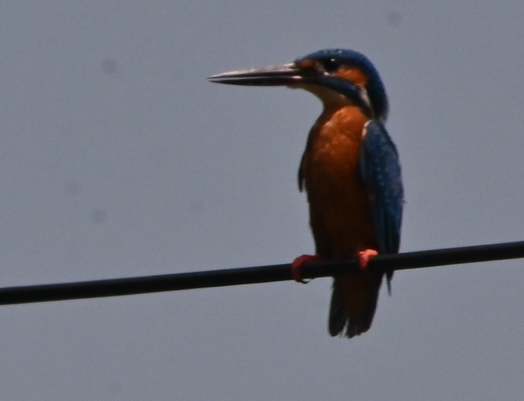 Common Kingfisher - ML608190301