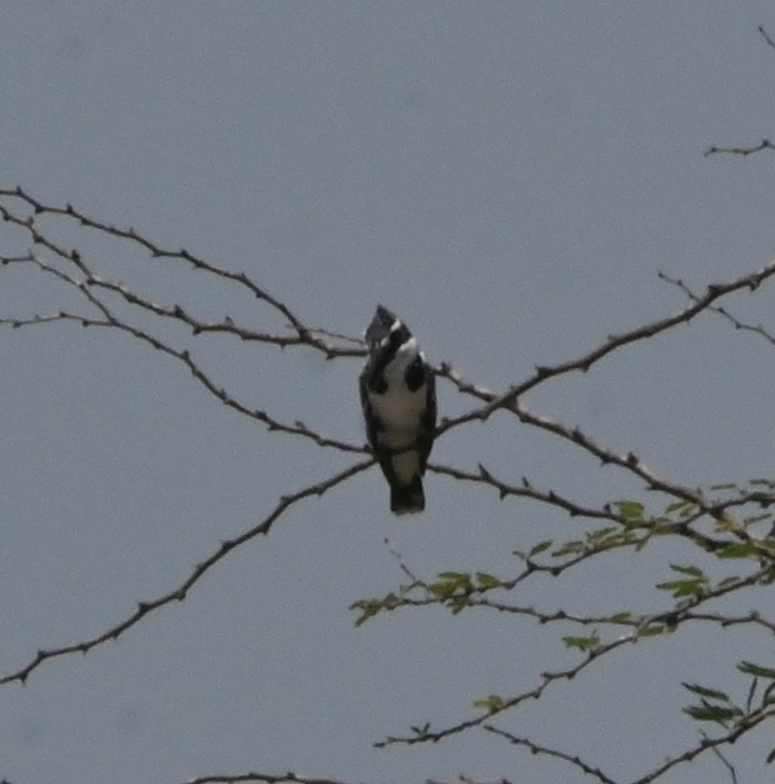Pied Kingfisher - ML608190341