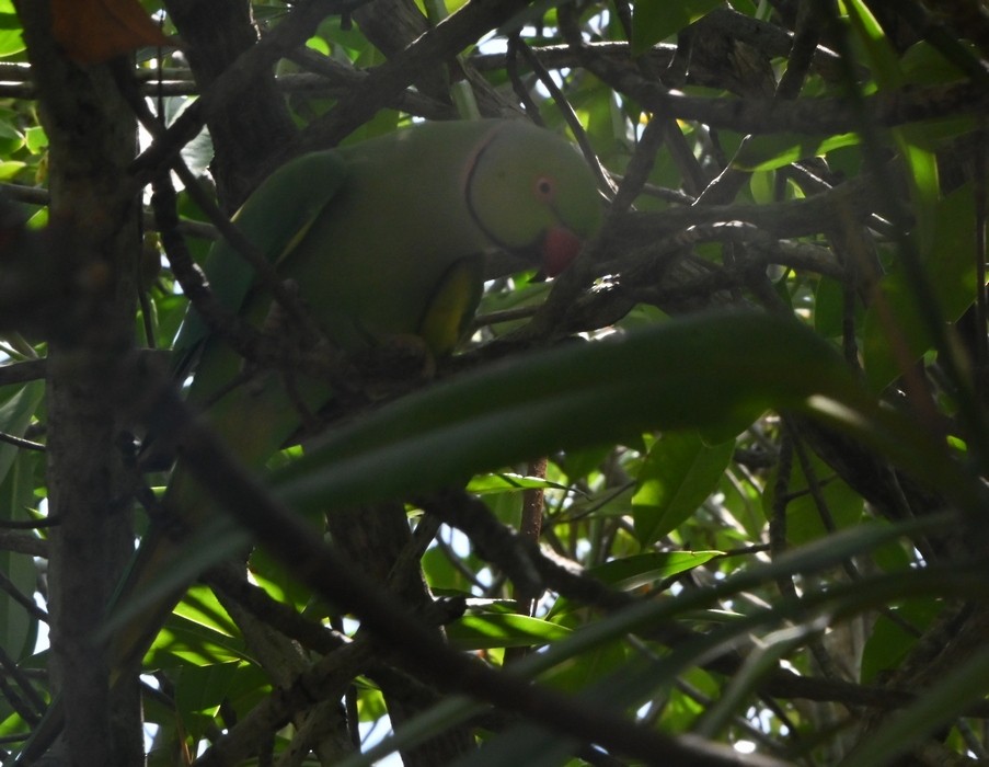 Rose-ringed Parakeet - ML608190401