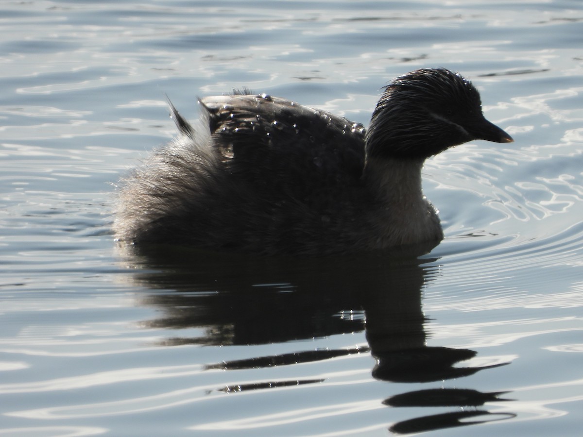 Hoary-headed Grebe - ML608190541