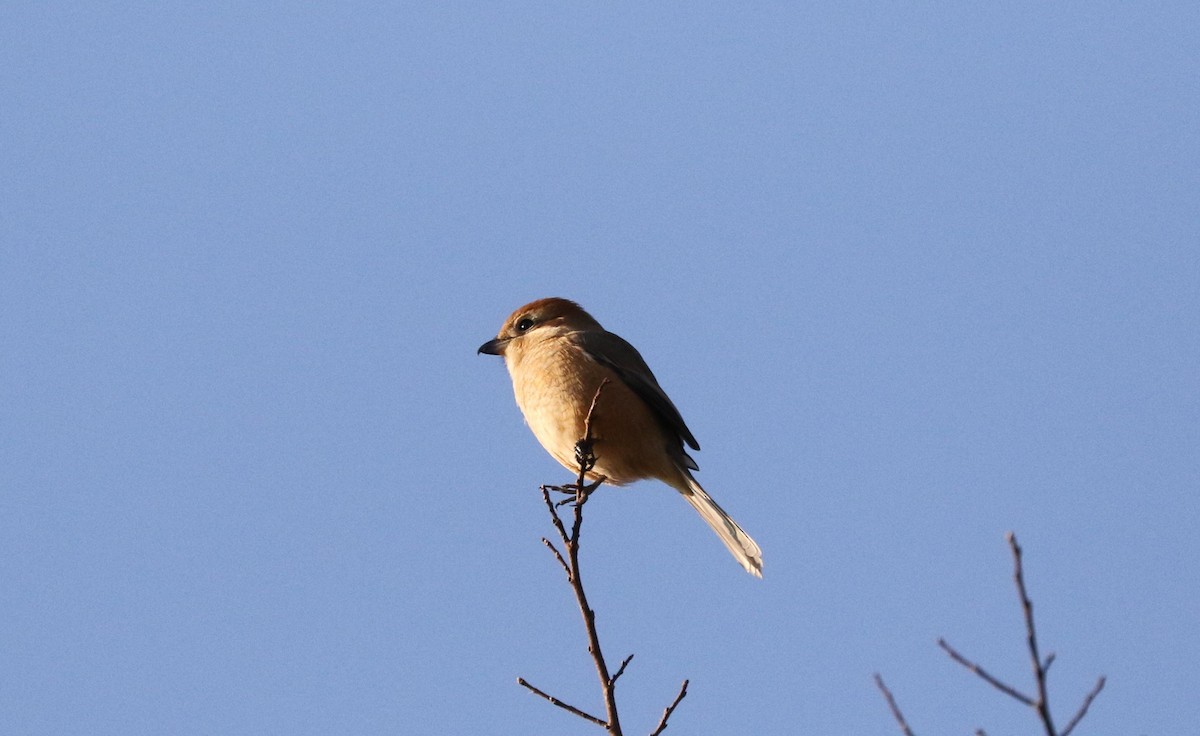 Bull-headed Shrike - Akira Nakanishi