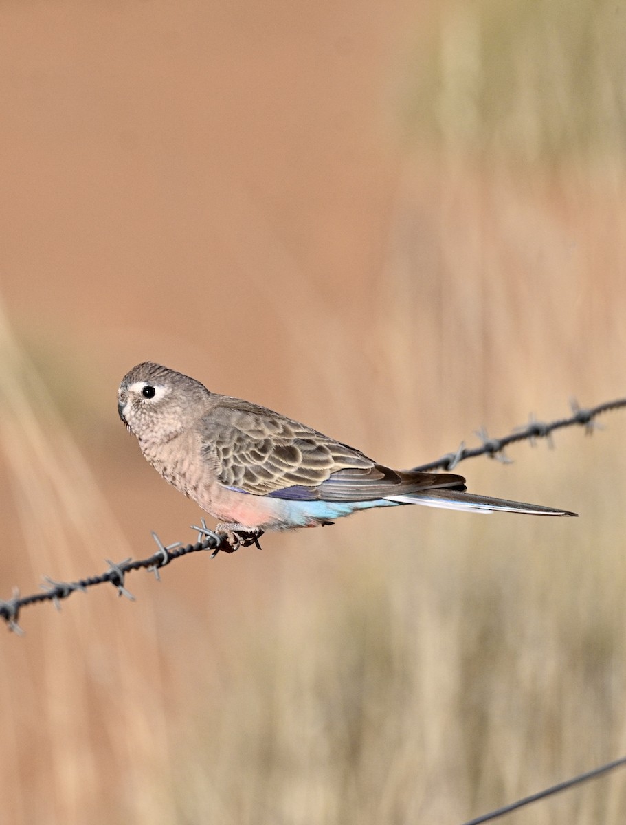 Bourke's Parrot - Loz88 Woz