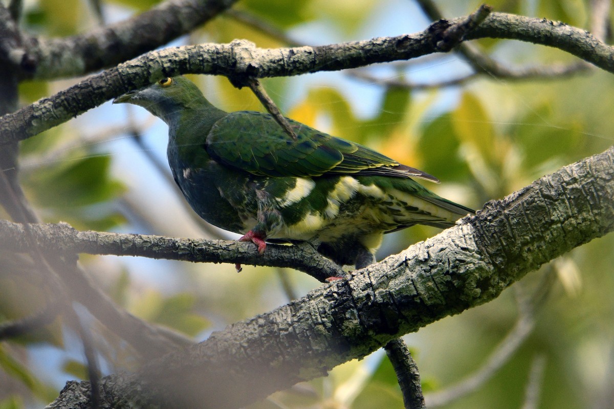 Superb Fruit-Dove - ML608191281