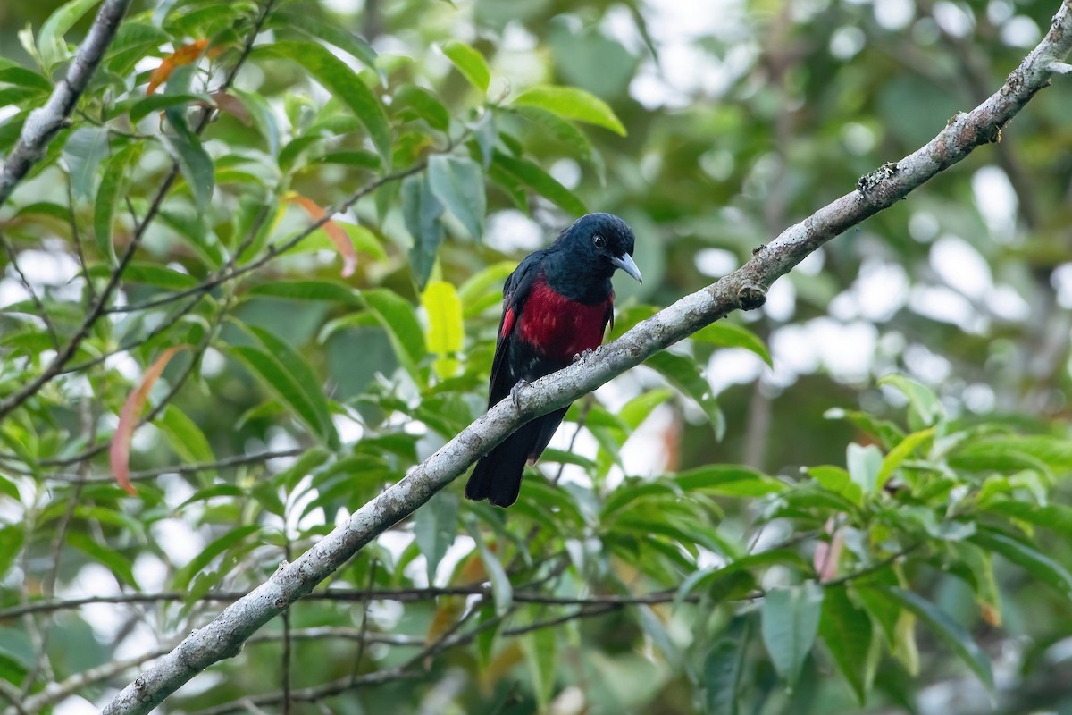 Black-and-crimson Oriole - Ming Shan Tsai