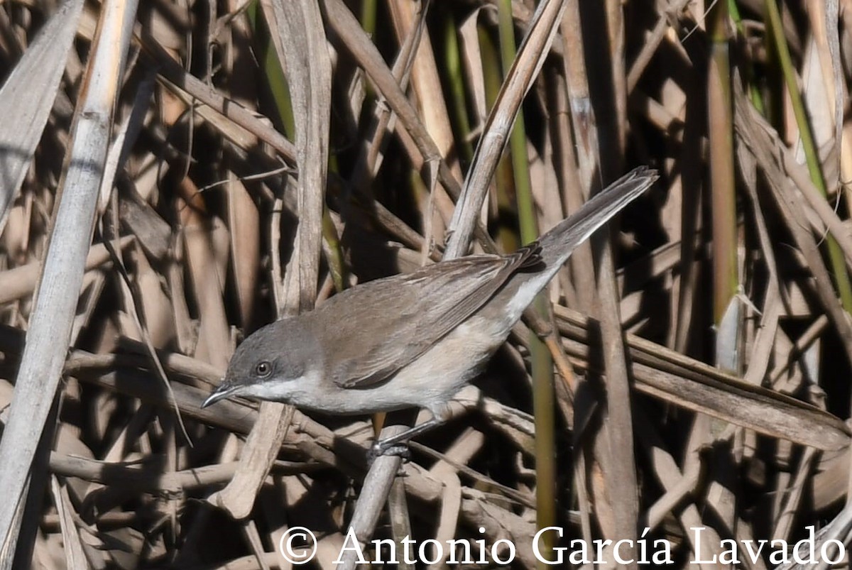 Lesser Whitethroat - ML608191521