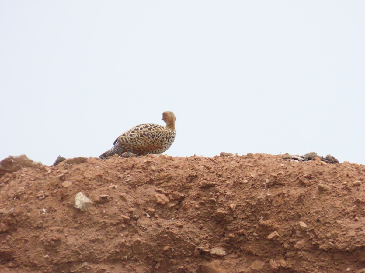 Painted Francolin - ML608191941