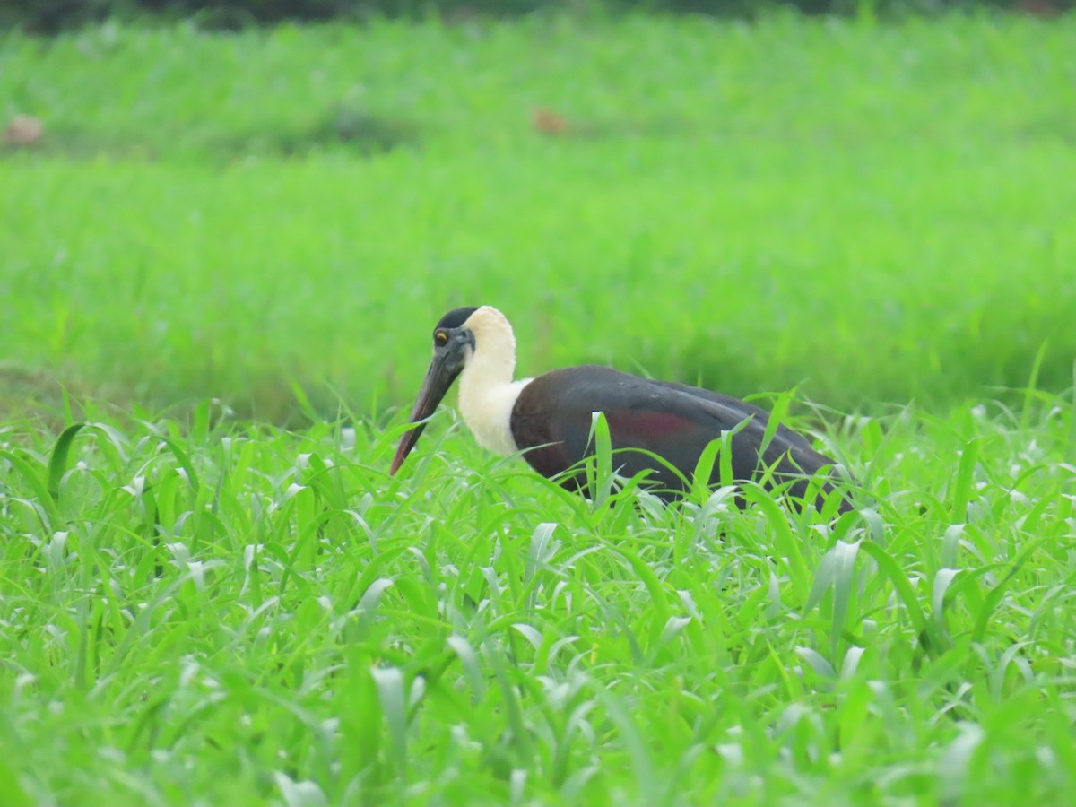 Asian Woolly-necked Stork - ML608192011