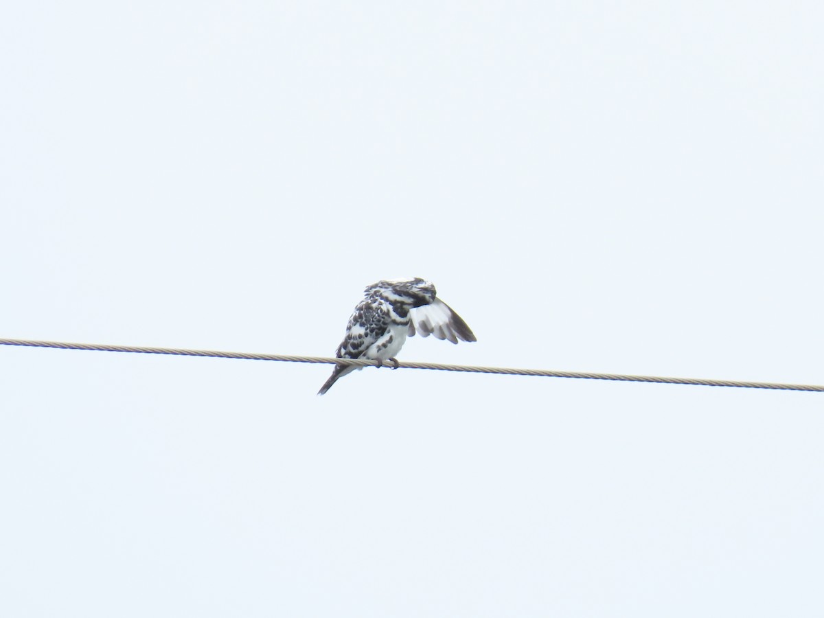 Pied Kingfisher - ML608192091