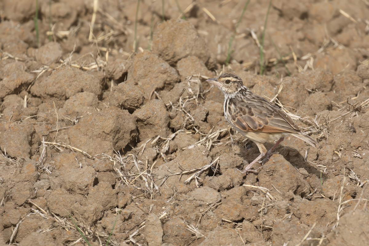 Indochinese Bushlark - ML608192161