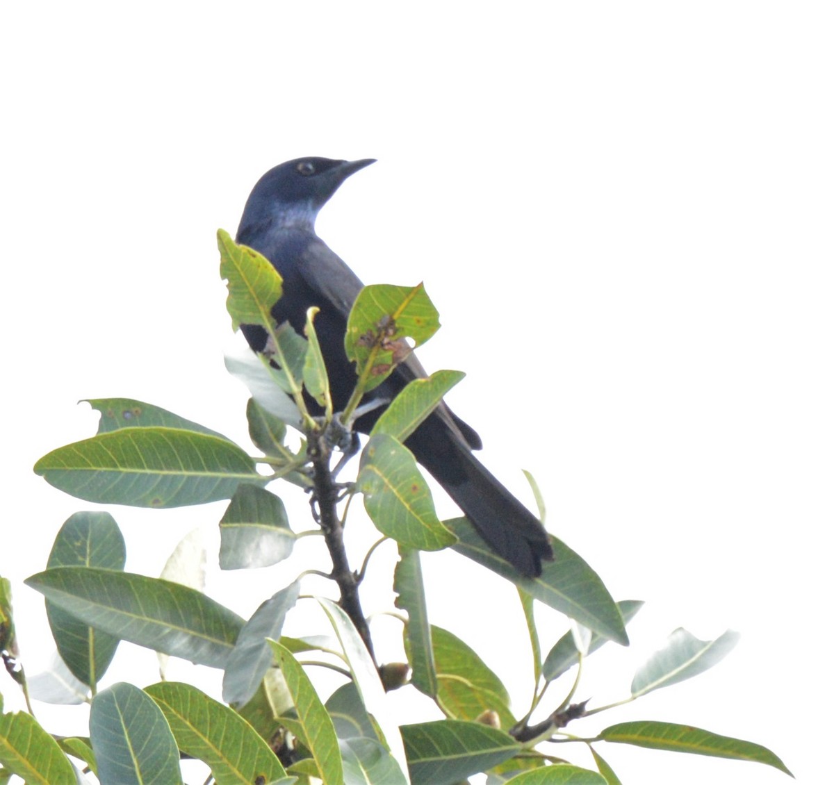 Stuhlmann's Starling - ML608193041