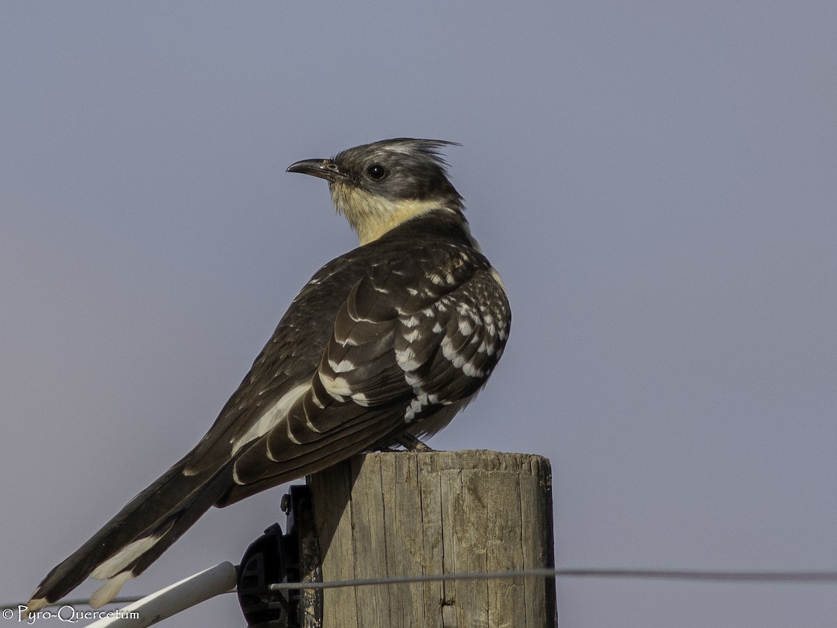 Great Spotted Cuckoo - ML608194241