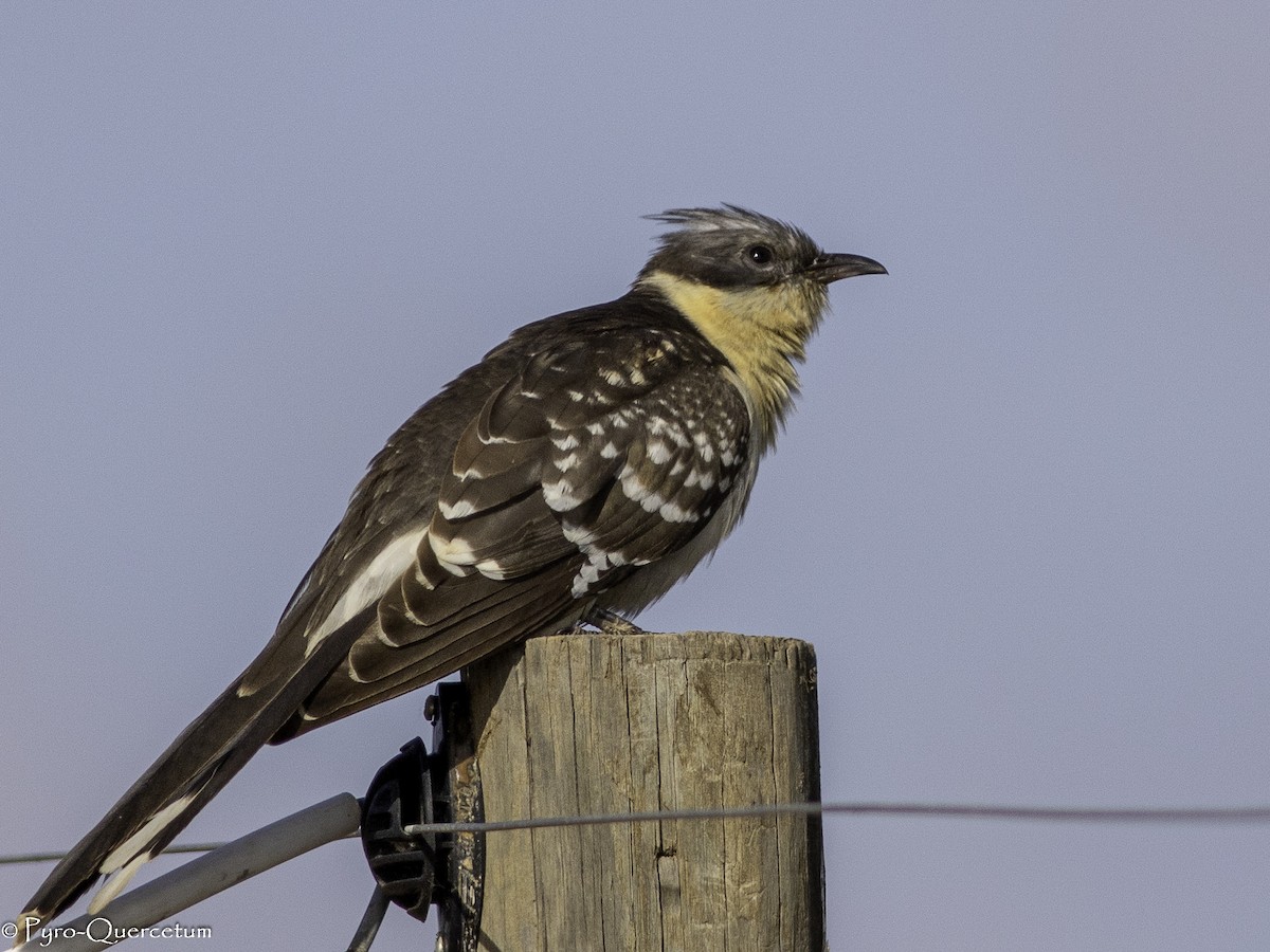Great Spotted Cuckoo - ML608194251