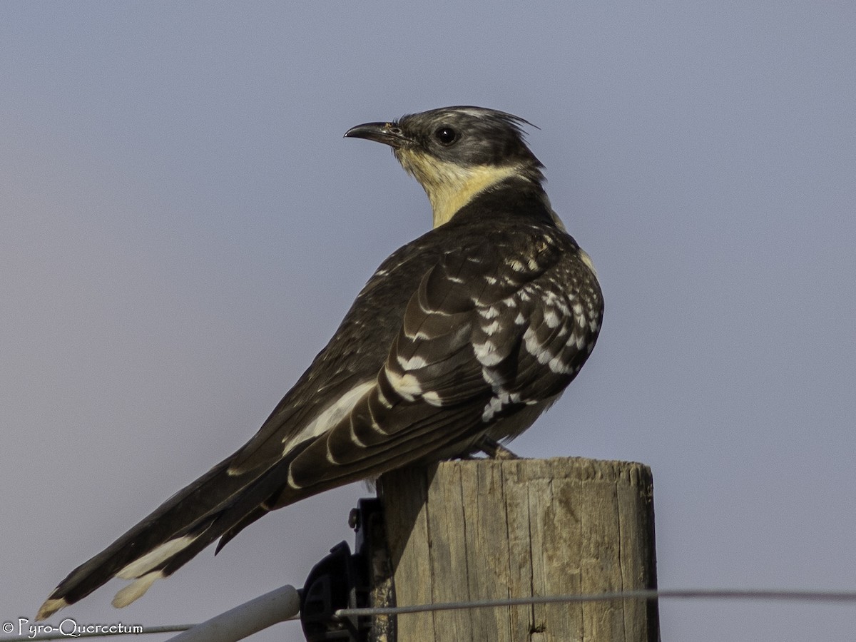 Great Spotted Cuckoo - ML608194261