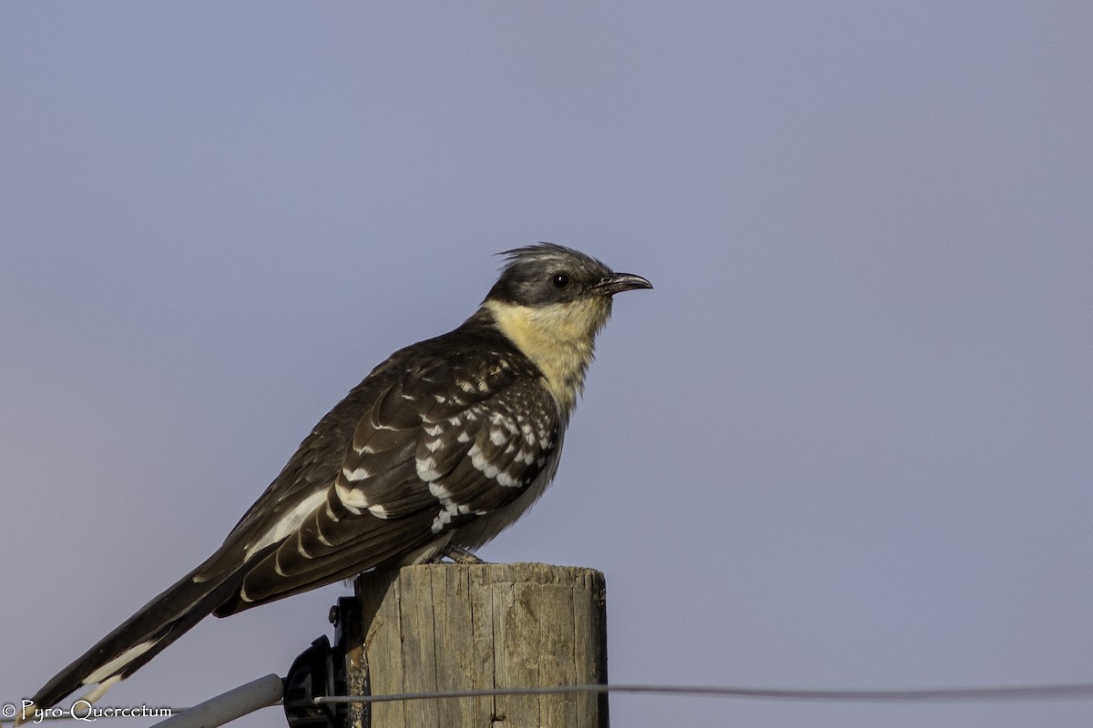 Great Spotted Cuckoo - ML608194271