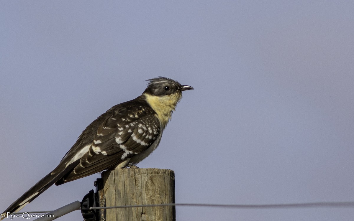 Great Spotted Cuckoo - ML608194281