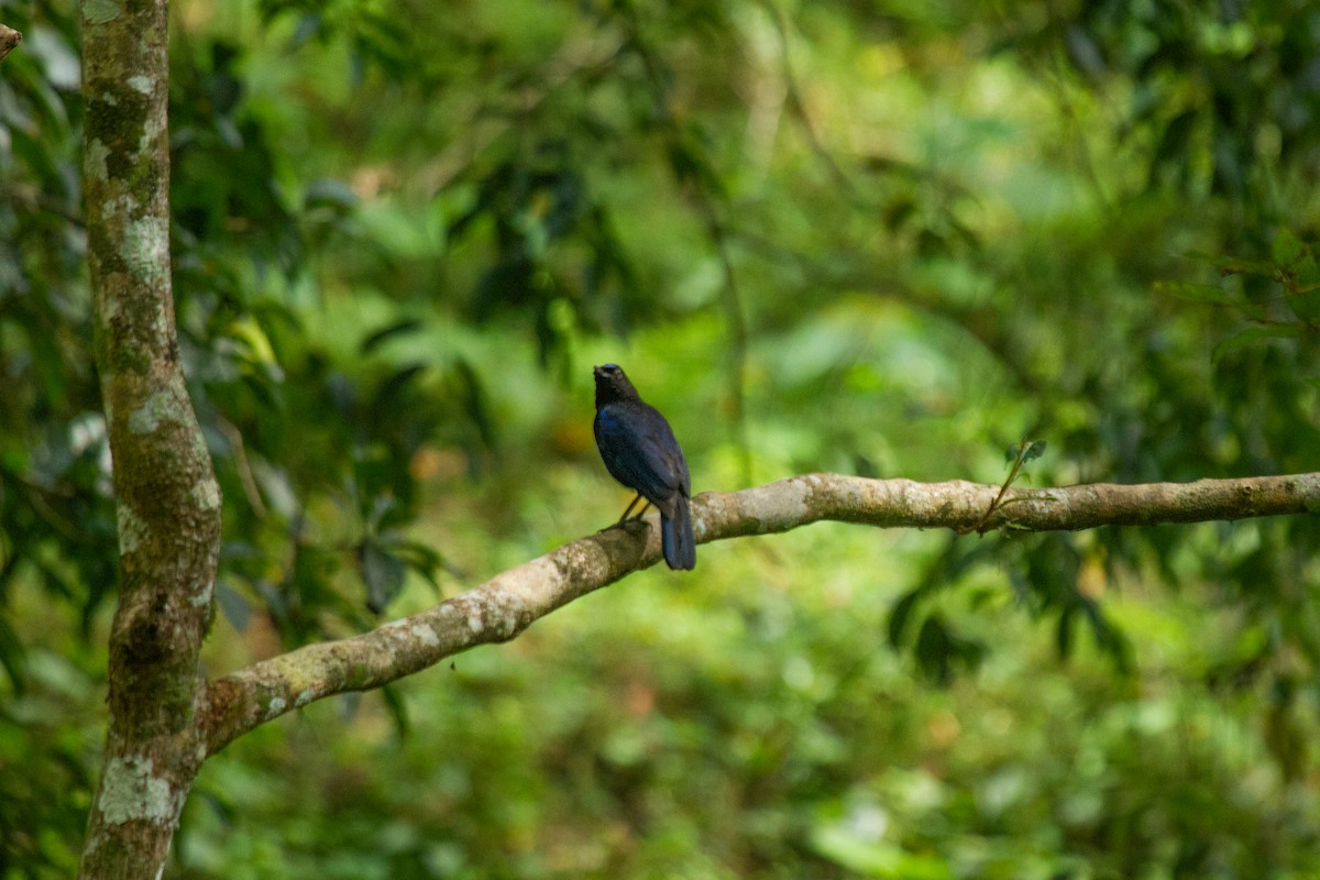 Малабарская синяя птица - ML608194371