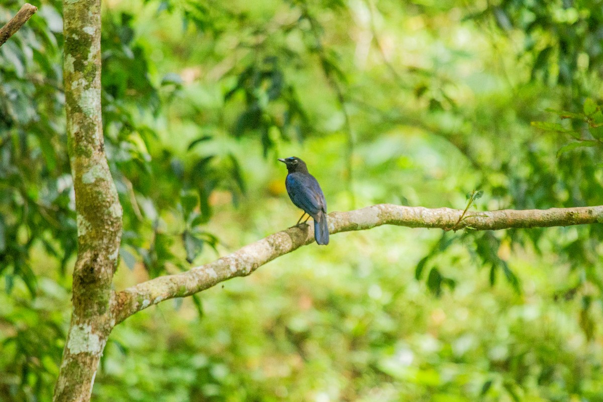 Малабарская синяя птица - ML608194381