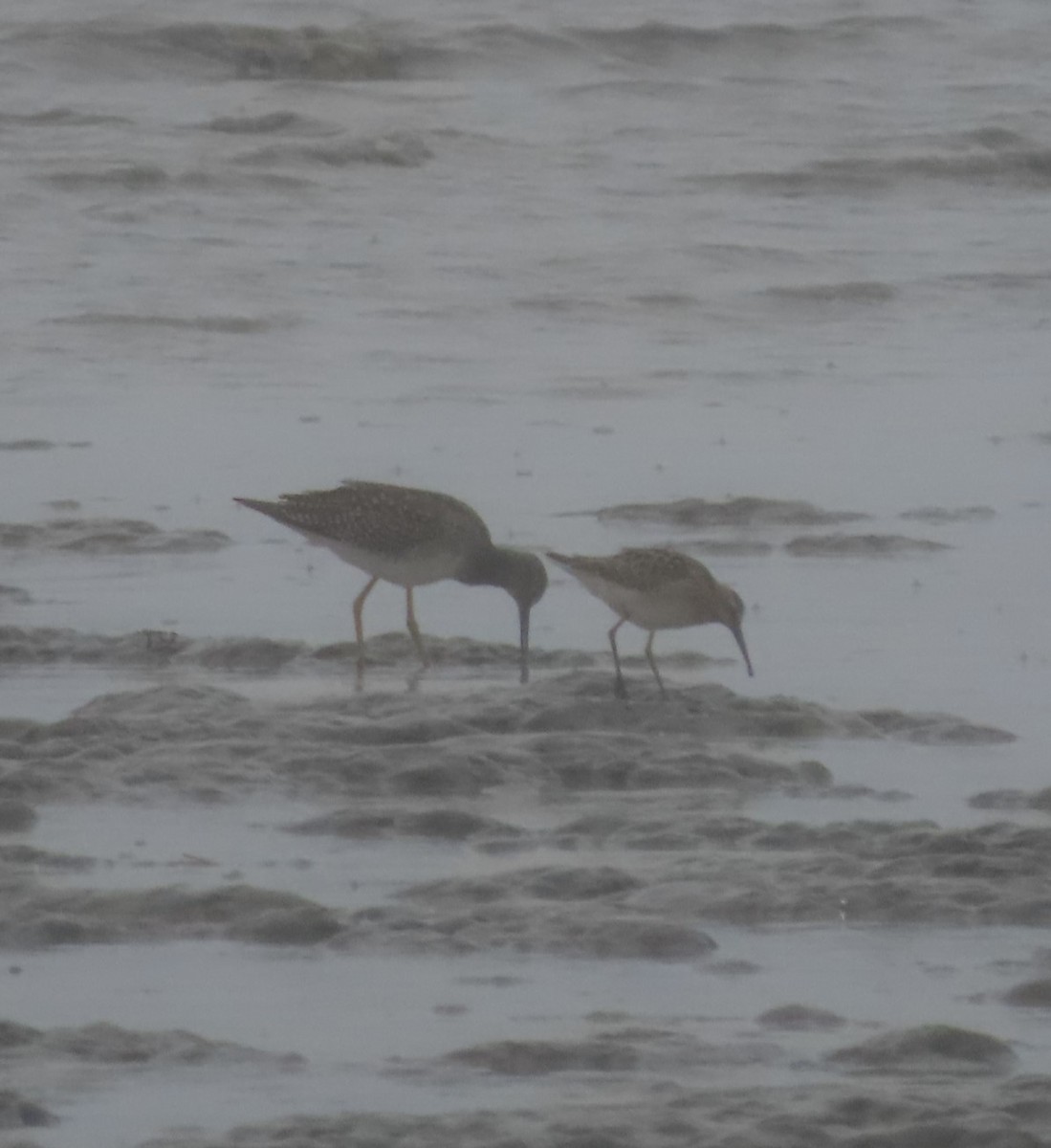 Stilt Sandpiper - ML608195021