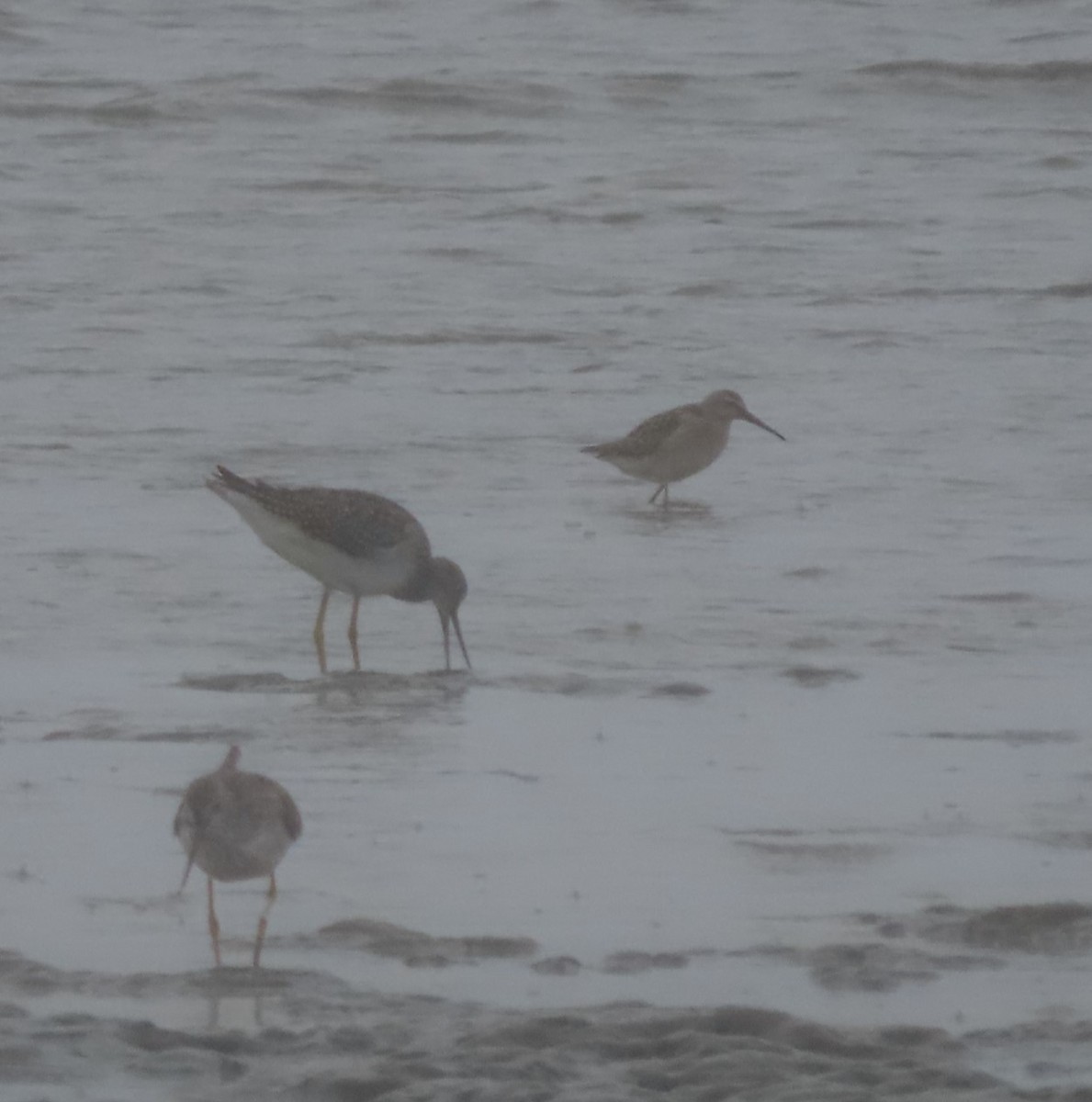 Stilt Sandpiper - Laura Burke