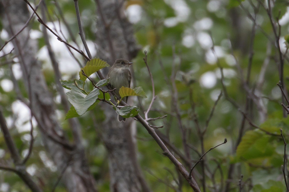 Alder Flycatcher - ML608195421