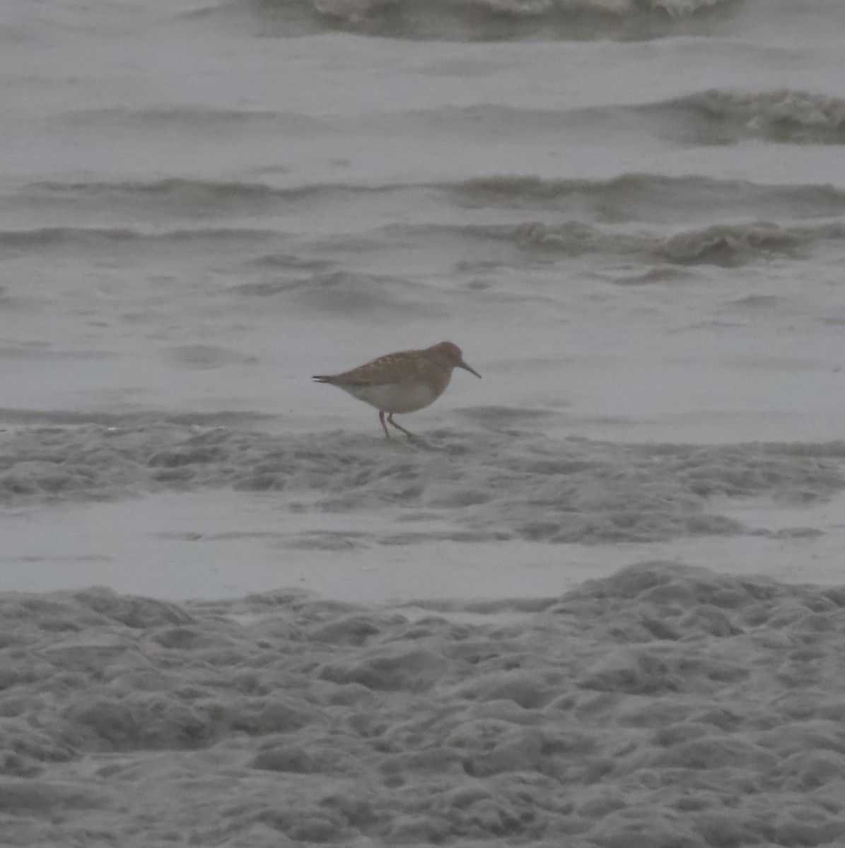 Pectoral Sandpiper - ML608195431