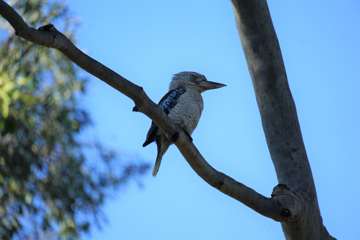 Blue-winged Kookaburra - Daniel Delany