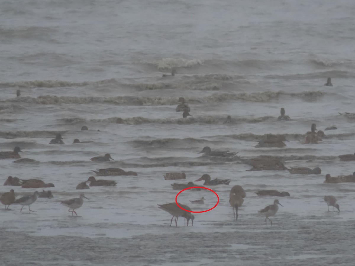 Red-necked Phalarope - ML608195791