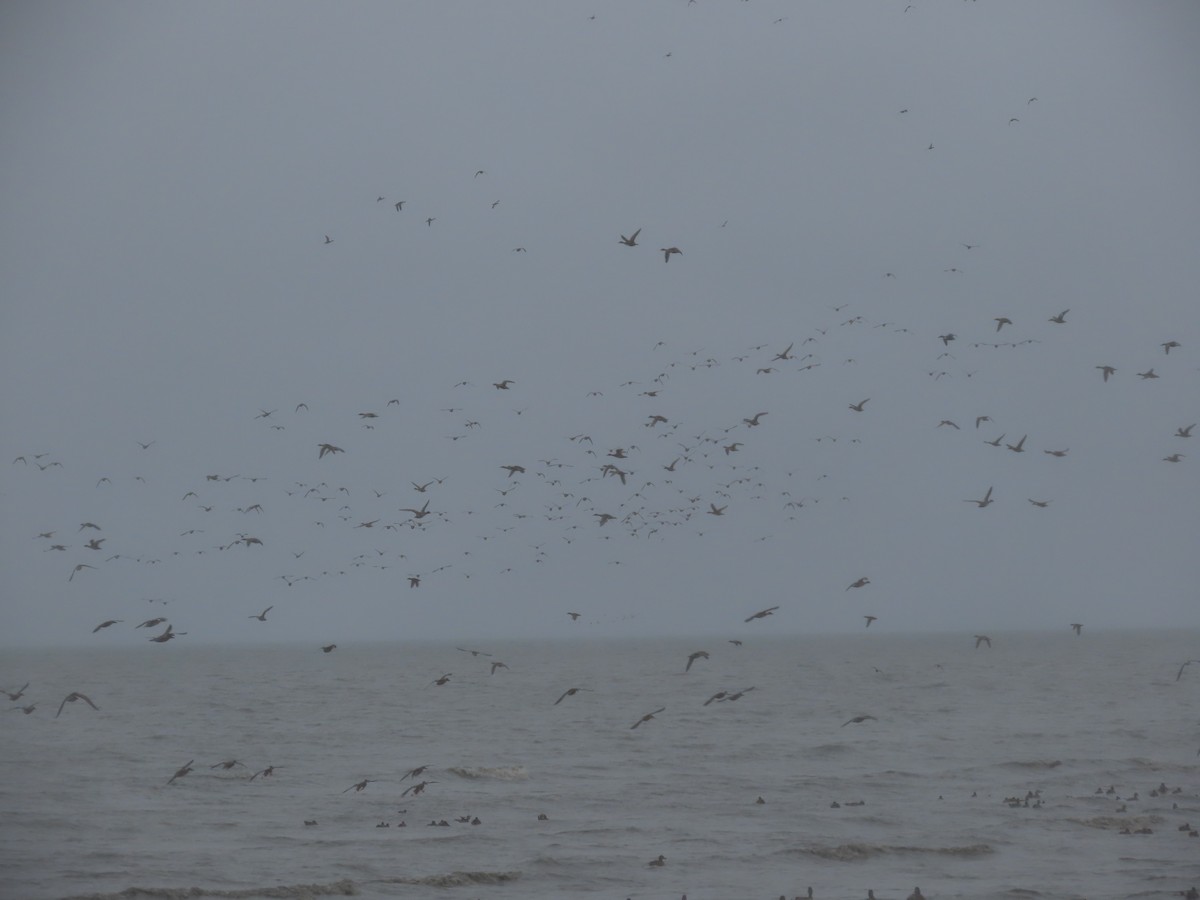 Northern Pintail - ML608195901