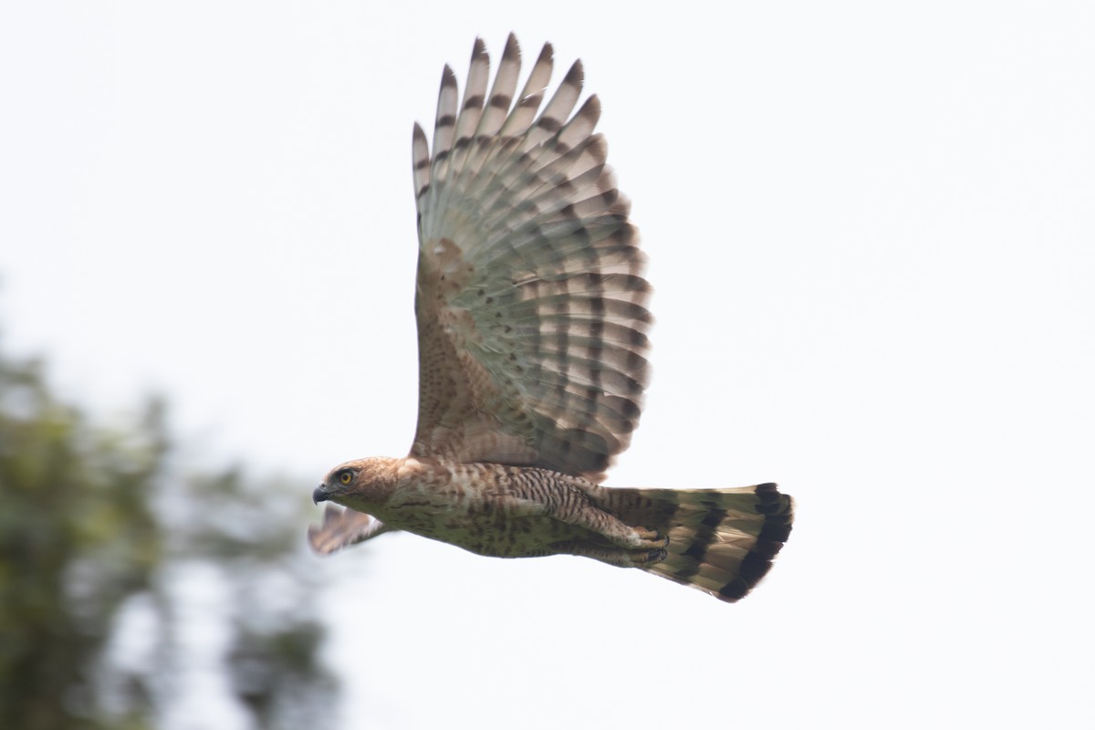 Wallace's Hawk-Eagle - Po-Wei Chi