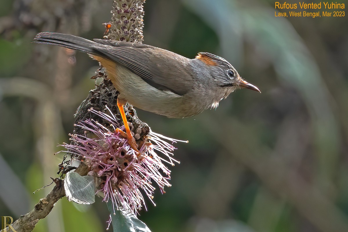 Rufous-vented Yuhina - ML608196851