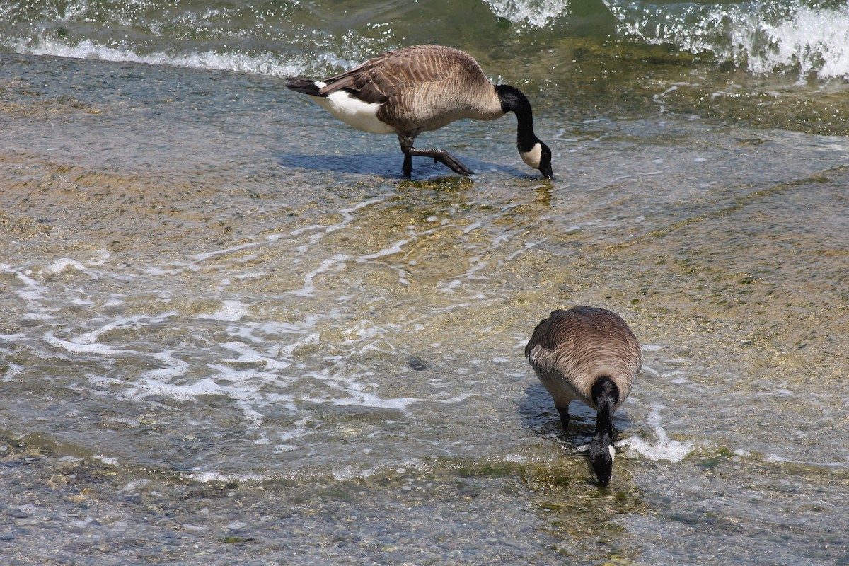 Canada Goose - ML608197061