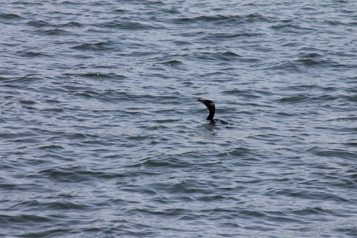 Double-crested Cormorant - ML608197091