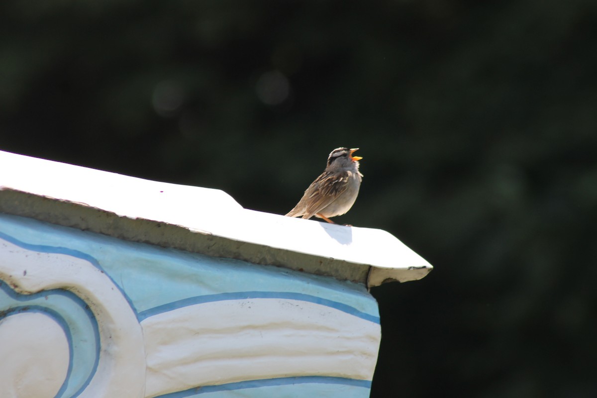 White-crowned Sparrow (pugetensis) - ML608197101