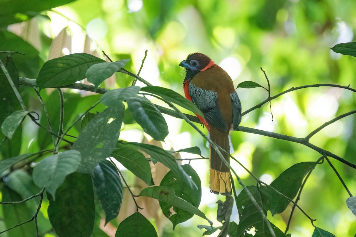 Diard's Trogon - Po-Wei Chi