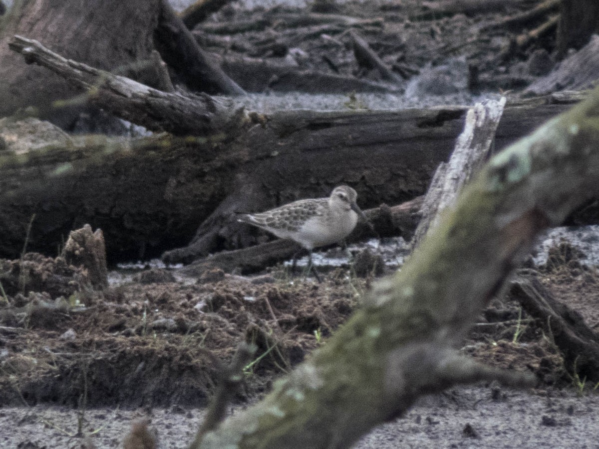 Curlew Sandpiper - ML608199391