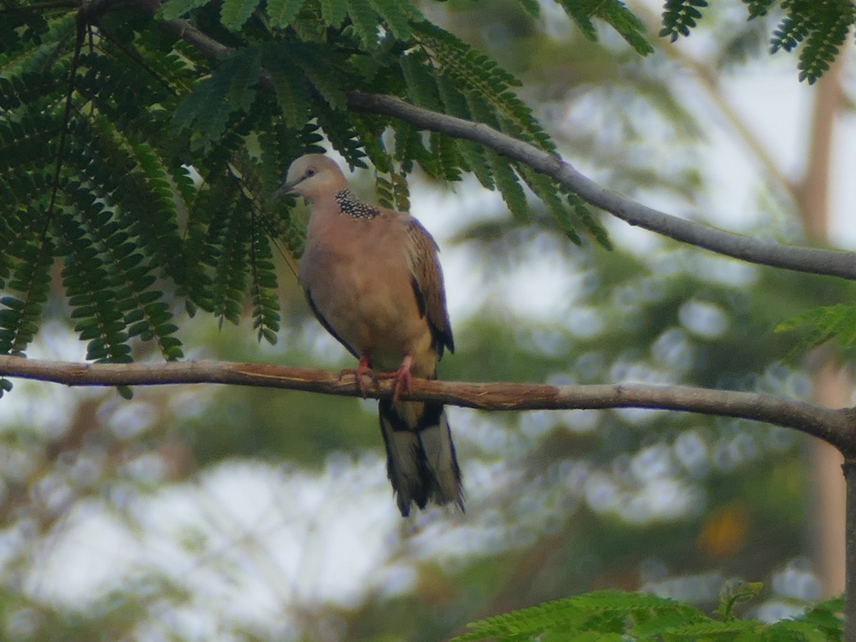 Spotted Dove (Eastern) - ML608199491