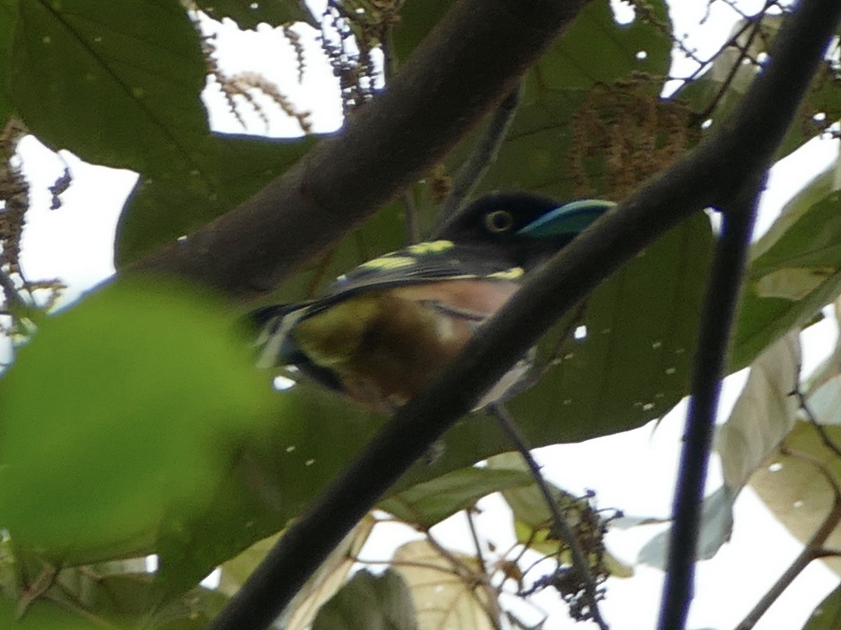 Banded Broadbill (Javan) - ML608200541