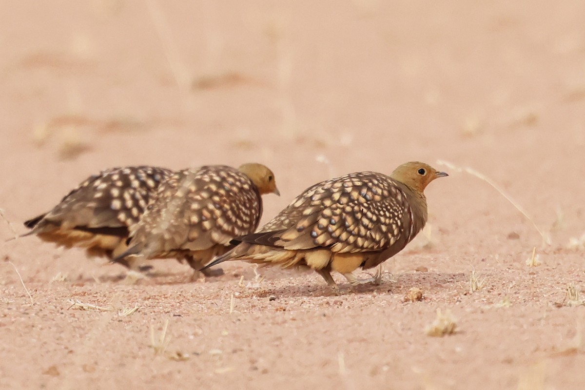 Namaqua Sandgrouse - ML608200601