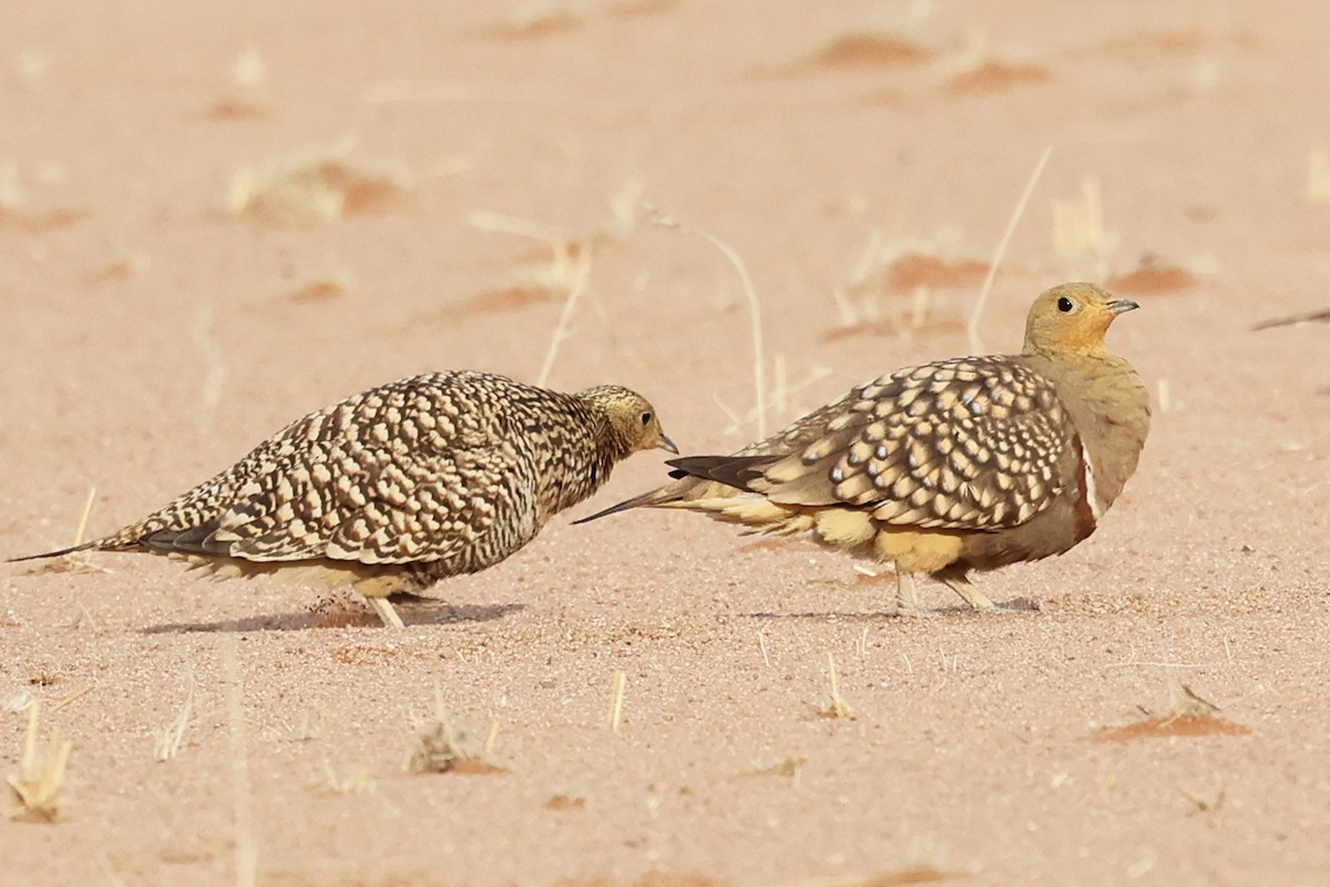 Namaqua Sandgrouse - ML608200631