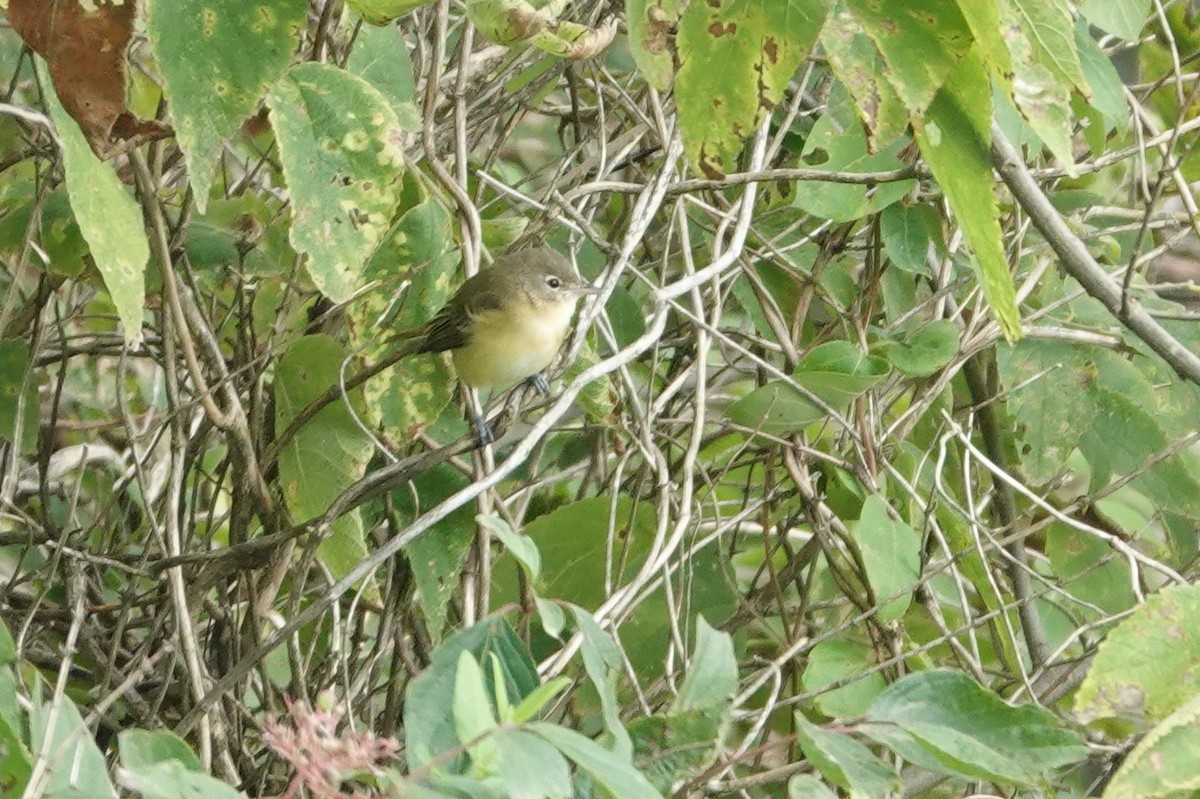 Vireo de Bell - ML608201171