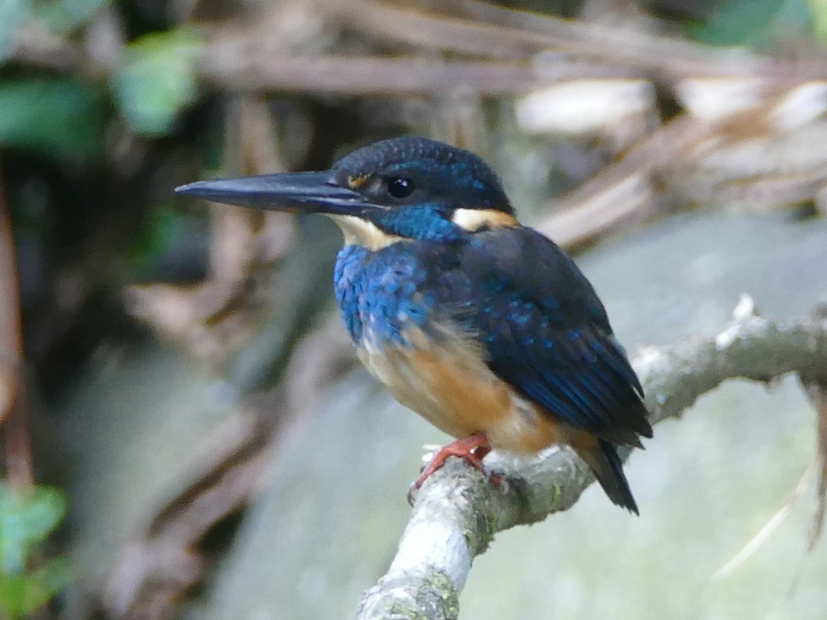 Javan Blue-banded Kingfisher - ML608201591