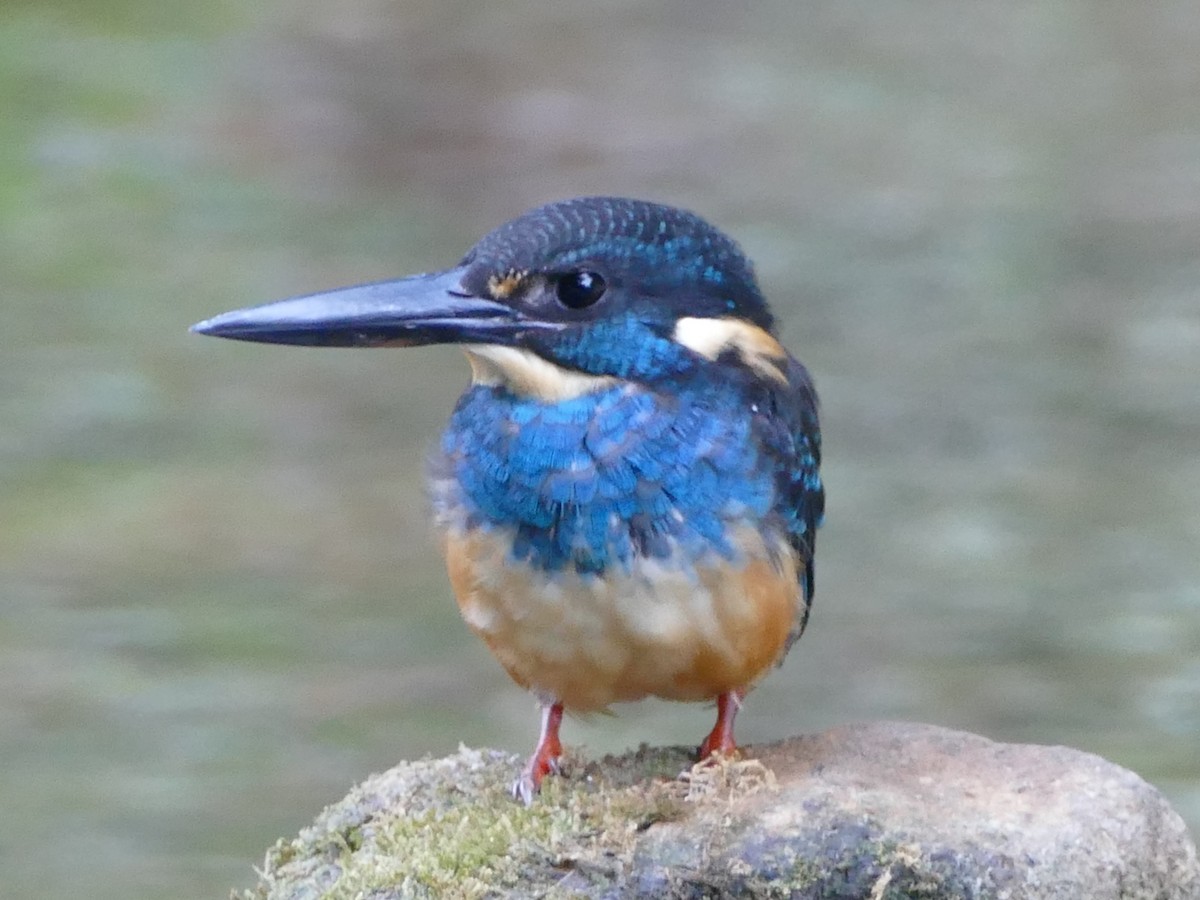 Javan Blue-banded Kingfisher - ML608201601