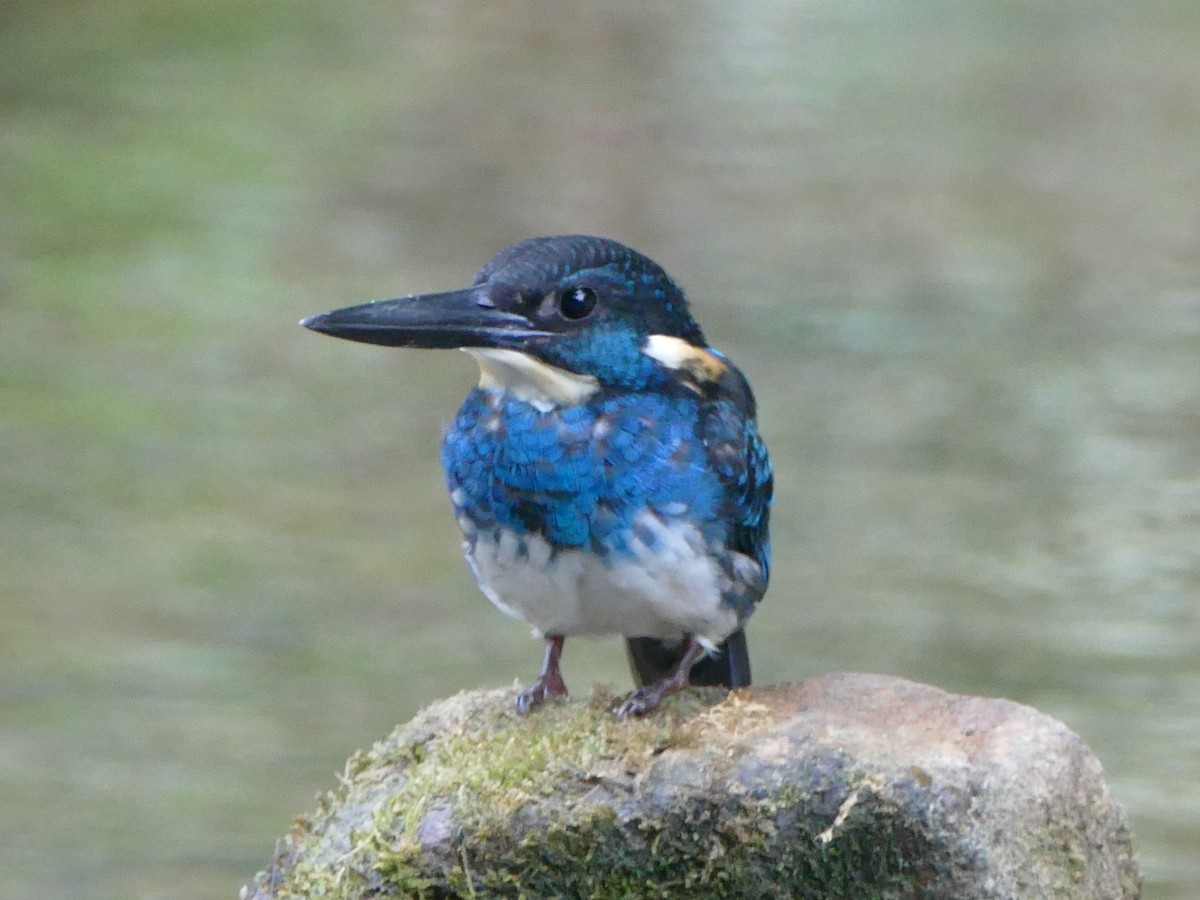 Javan Blue-banded Kingfisher - ML608201611