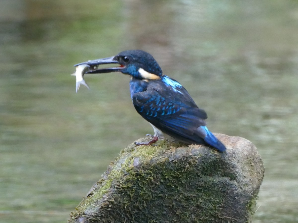 Javan Blue-banded Kingfisher - ML608201621