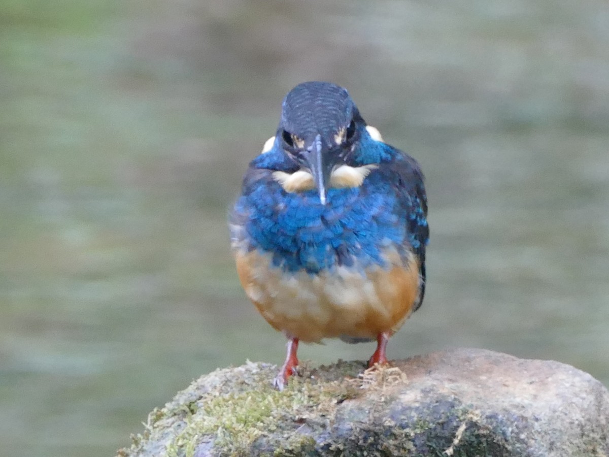 Javan Blue-banded Kingfisher - ML608201631